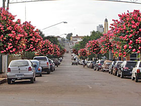 Prefeitura Vai Arborizar Rua São Paulo